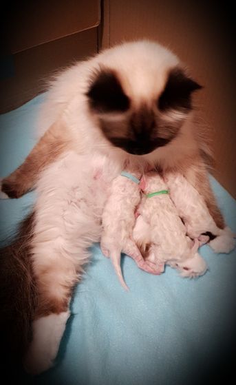 Cava med de nyfødte.1 jente og 2 gutter.